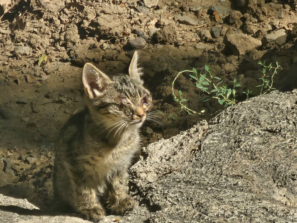 #کمک #فوری
دوستان عزیز کسی میتونه به این کوچولوها کمک کنه؟ این عکسا رو الان برام فرستادن. طفلیا انگار چشماشون کامل از بین رفته 💔😭این شماره آگهی دهنده هست 09194447529
