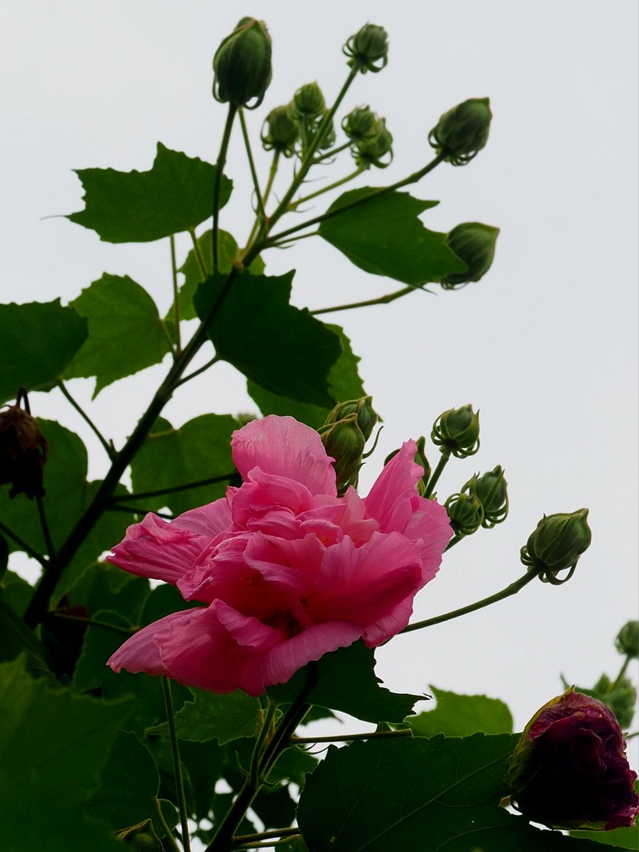 月が注ぐ花 明け方、昇っていた月と。 花と空の儚い空気感が好きです