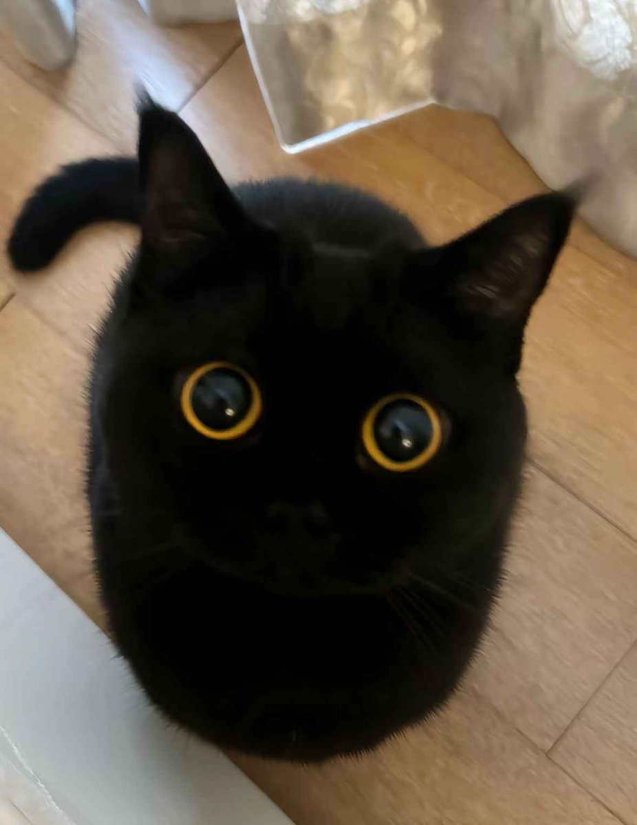 GuestsRuleAll's tweet image. //hi chat uhhhh im very picky rn sooooo comment like and retweet for a chance to be perma'd!