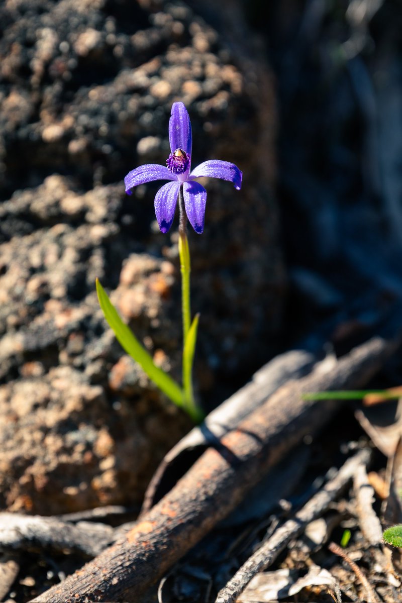 Chelsea Dahlenburg tweet media