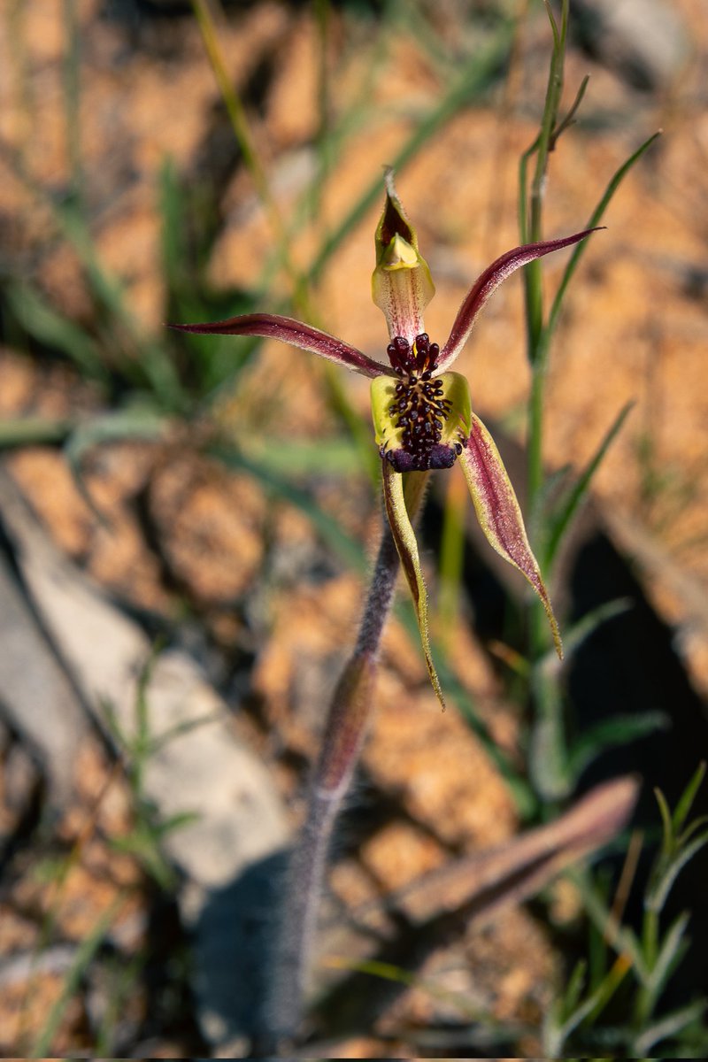 Chelsea Dahlenburg tweet media