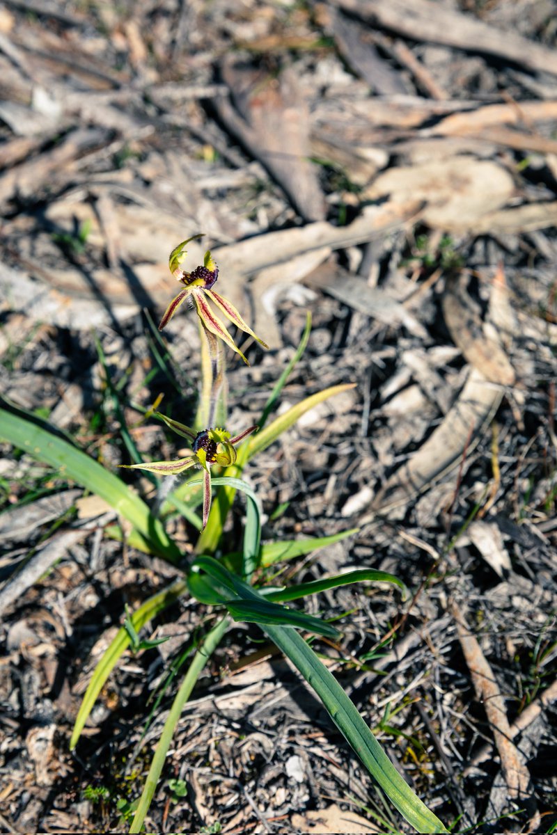 Chelsea Dahlenburg tweet media