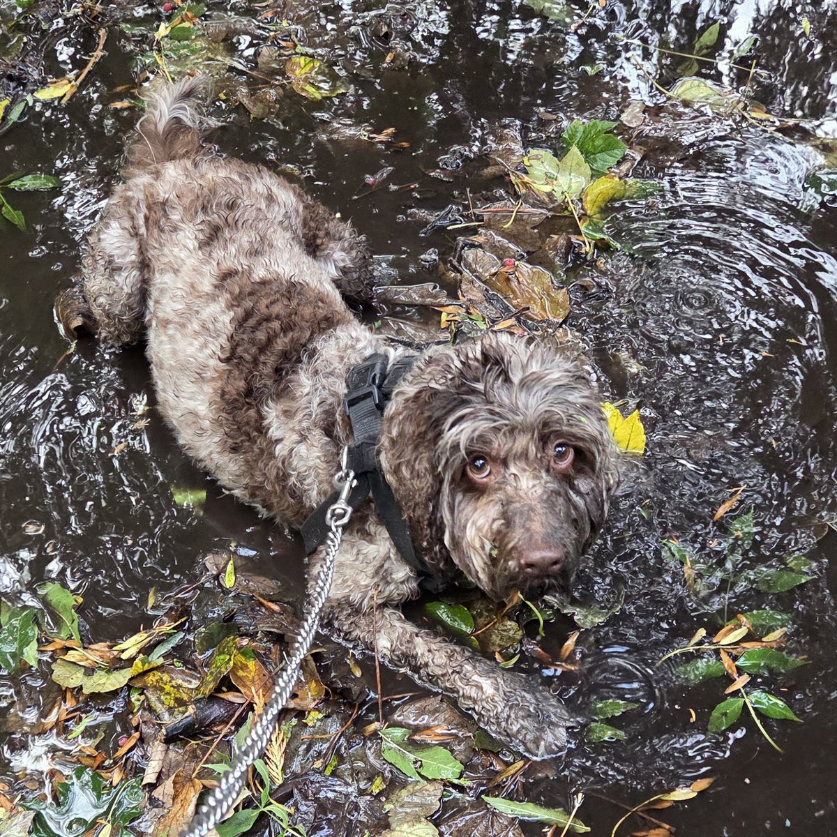 Timsley's tweet image. So guess who had to have a bath tonight...! #TELLINME 😡

#BOSLEYJOHNBOSLEY #TIMMYALEXISCARRINGTONWARD #LEXANDBOZONTHEHILL