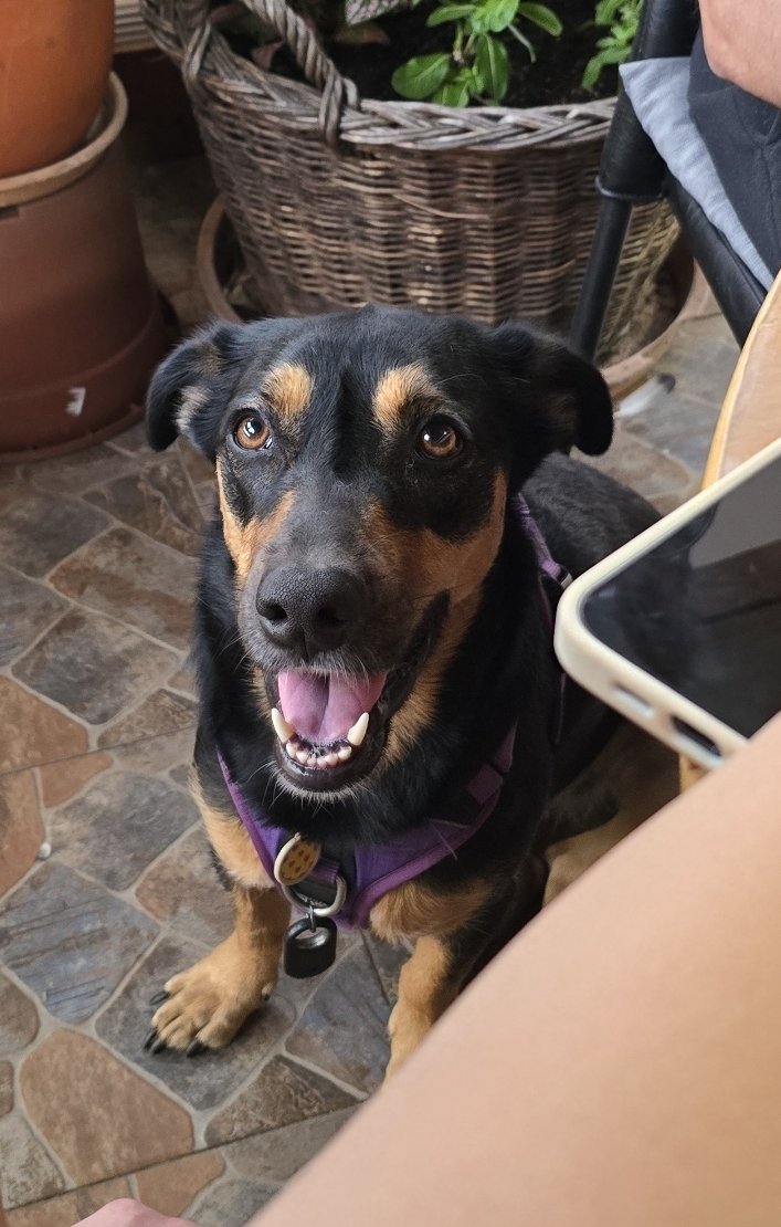 Where are you supporting Ukraine from?

Me and my beautiful puppy were recently in 🇷🇴Romania with our best friends, they are the go to 'dog sitters' when I need to leave town, as Tosiya is my WORLD no one else is trusted to care for her.