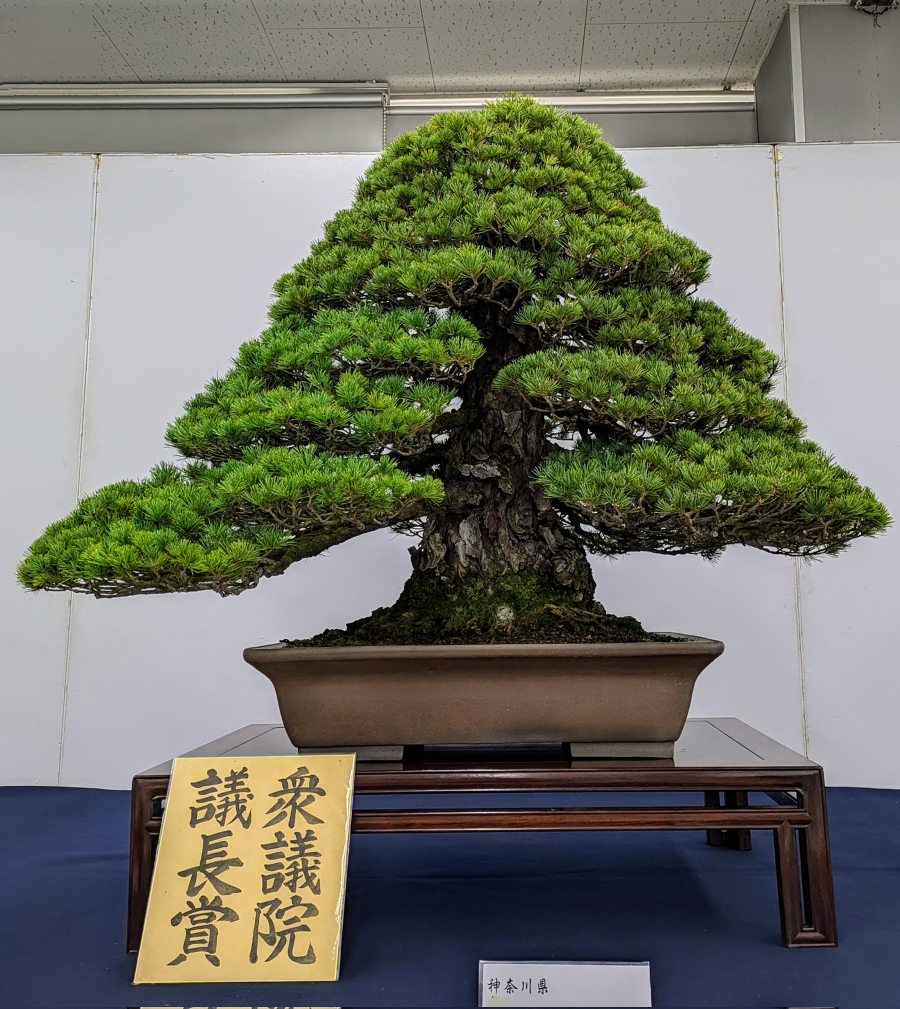 近代出版 編集部 (@kinbon_bonsai) / X