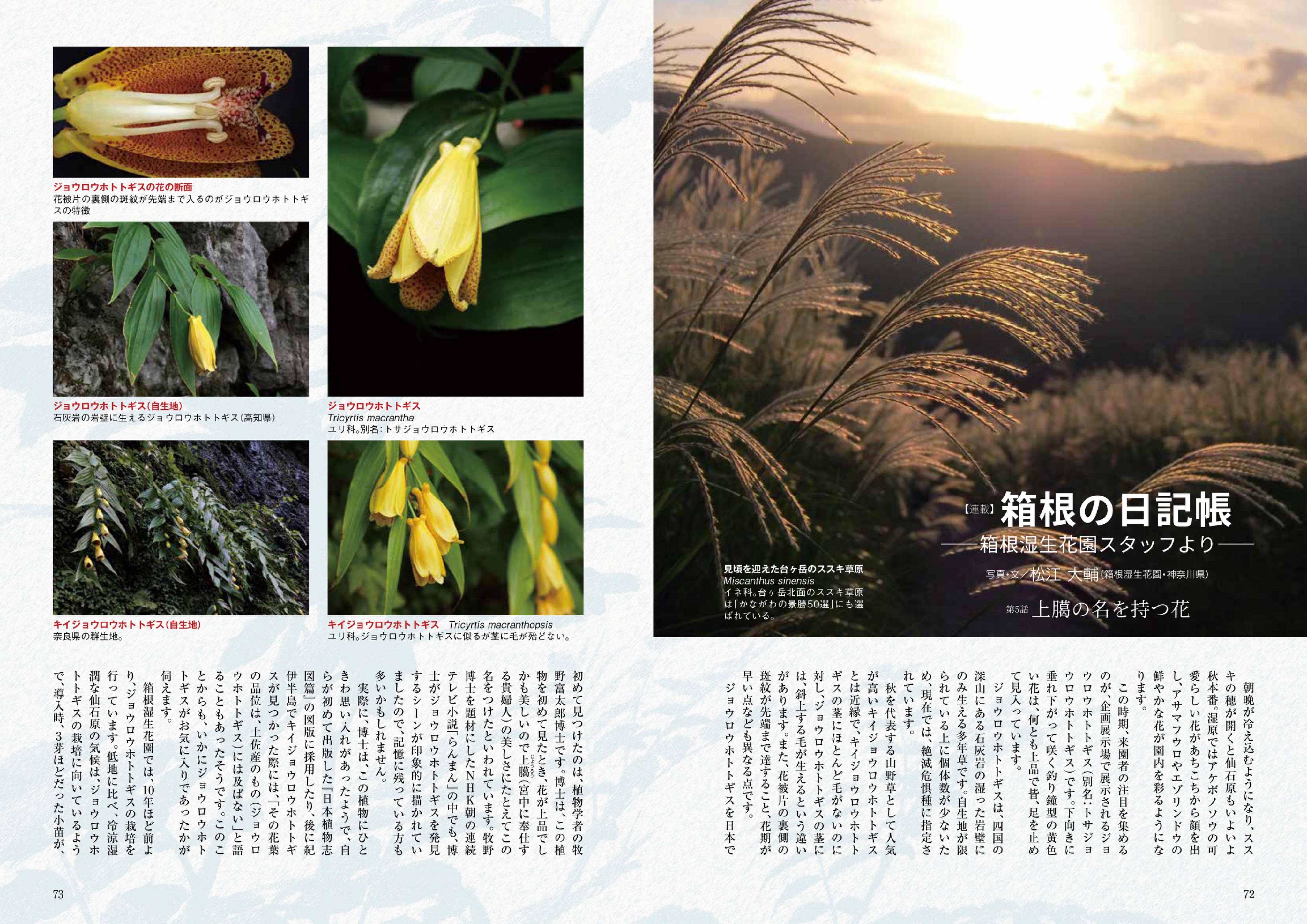 極美品　園芸植物大事典　全6巻 園芸植物大事典〔コンパクト版〕(本巻2冊・別巻1冊) | 塚本