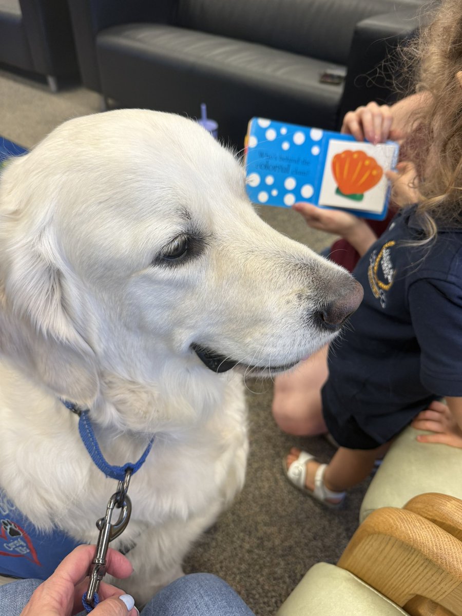 RetrieverHalo's tweet photo. 🐶📚 I had the best day at the West Hernando Library for Paws to Read! The kids read me their favorite stories, and I listened so carefully with my best head tilts. 📖🐕💛 #PawsToRead https://t.co/s63J0TMabk