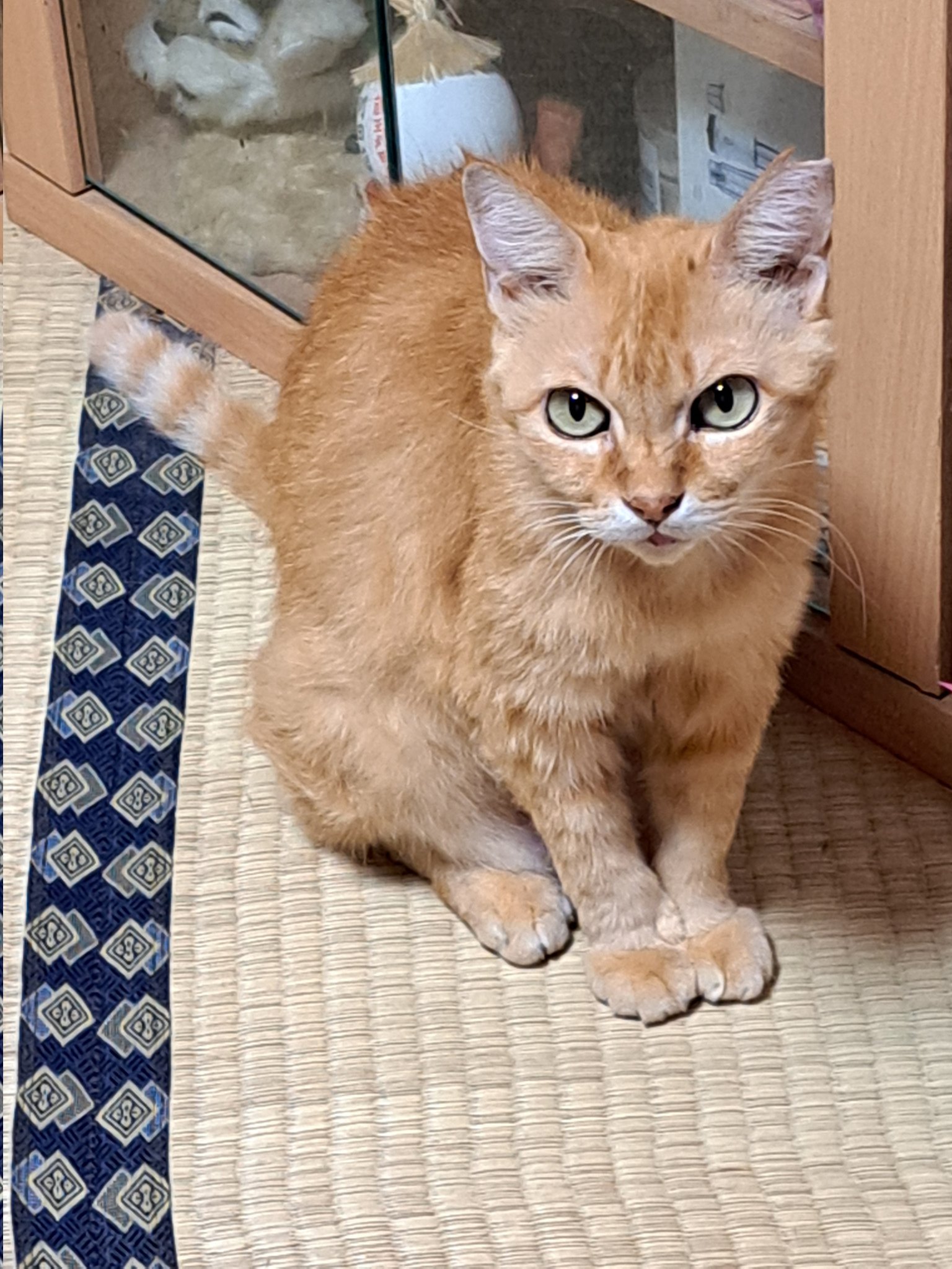 むた on X: 