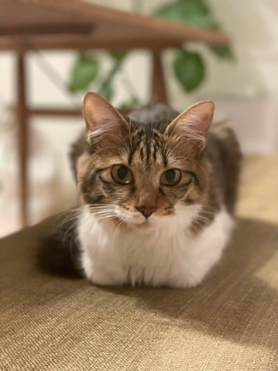 ココ＠長毛のキジトラ (@coconeko0320) / Posts / X