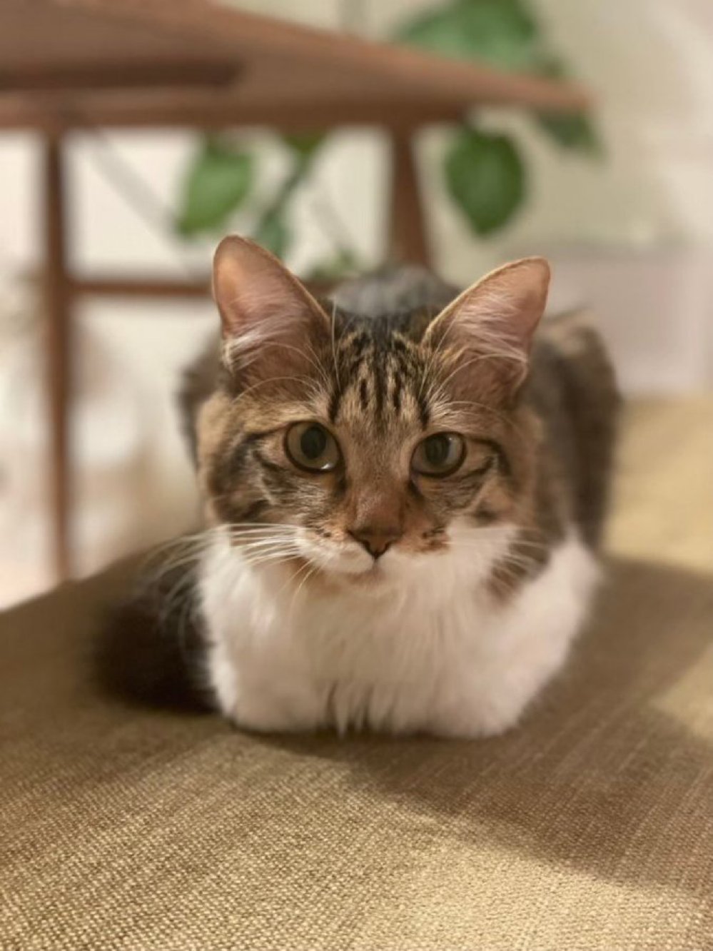 猫ココ ScoLar Tシャツ SALE スカラー 152629 ネコ・花・クラゲ 3柄展開