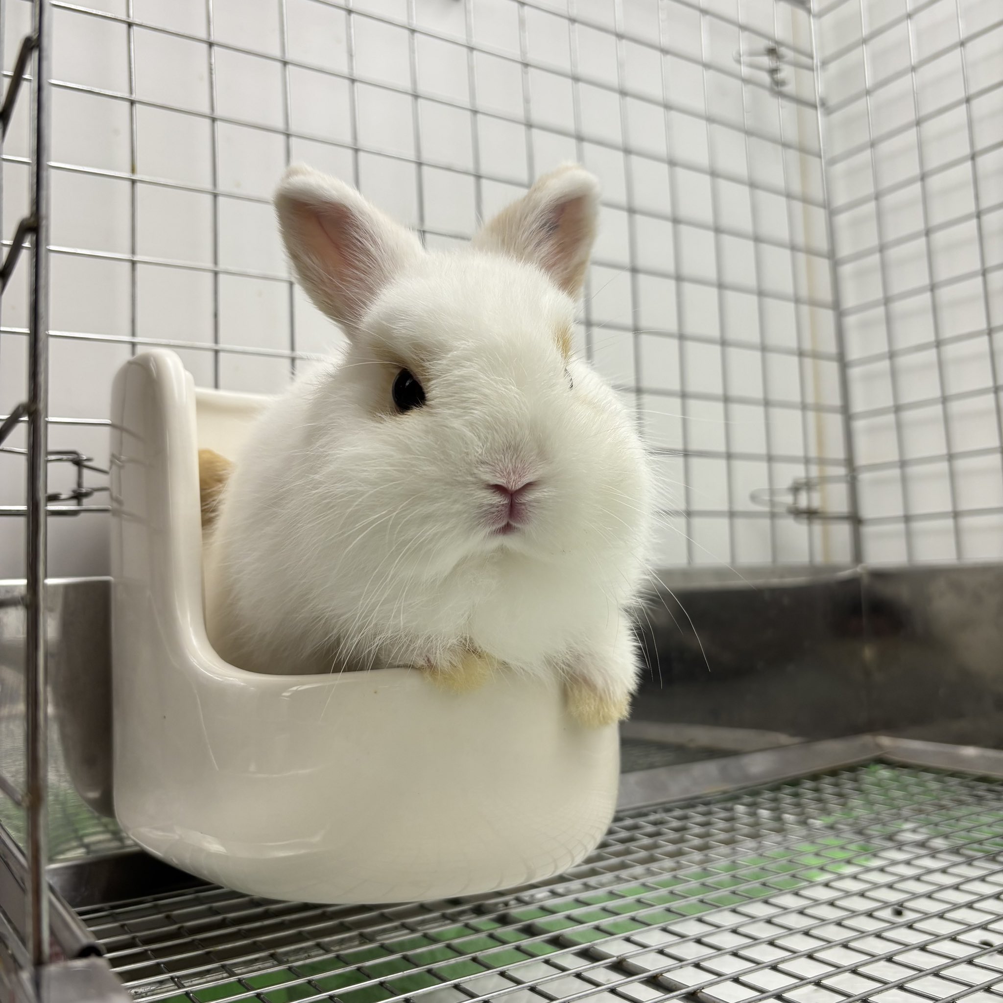 うさうさぎ ここがすきなの…😴 #うさぎのしっぽ #うさぎのしっぽ恵比寿店