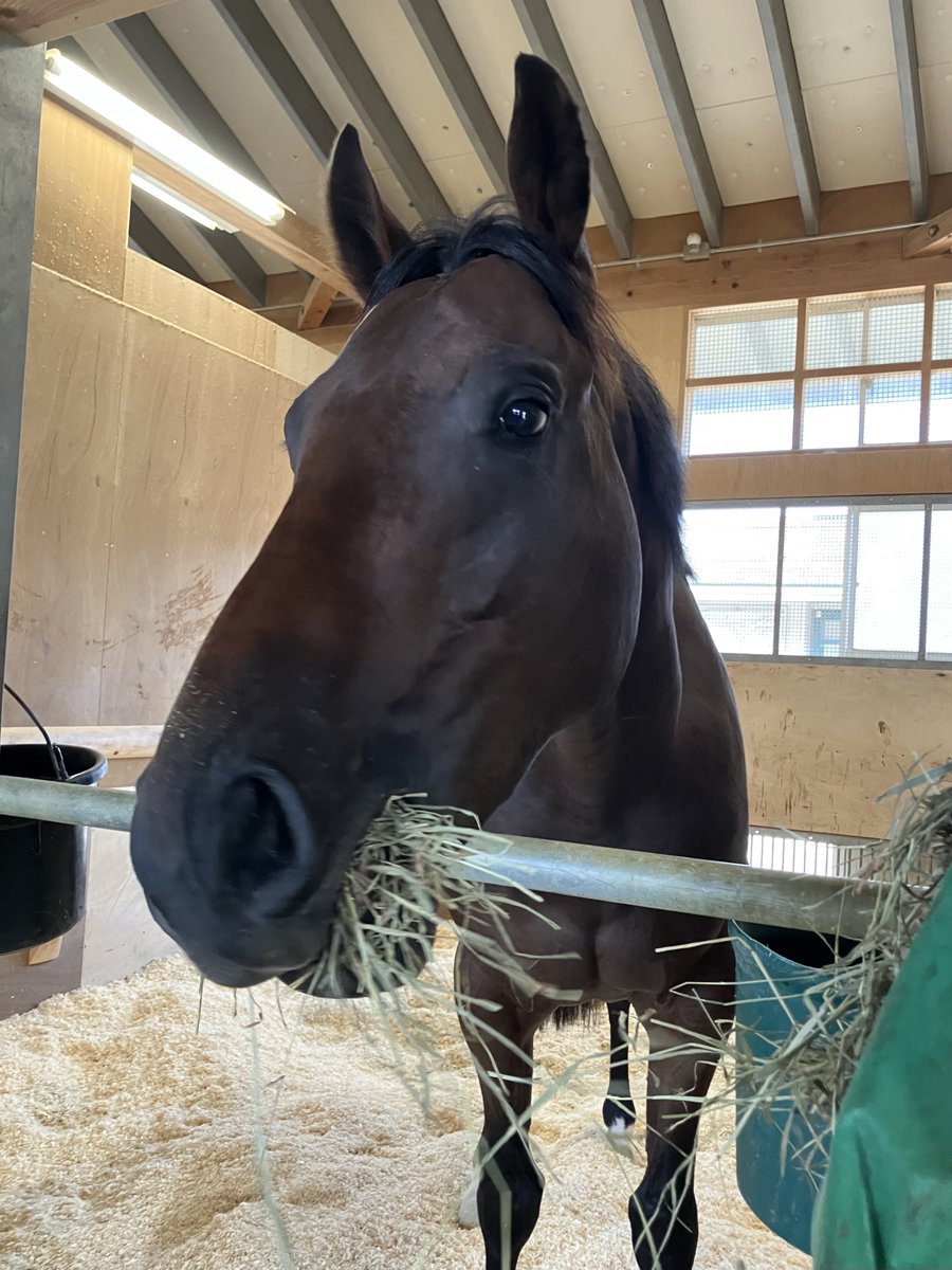 レイデオロ - Search / X