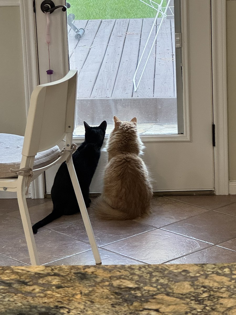 NoritheCat17's tweet image. Posting a pic of Nori for every win (82)

@astros #Astros #BuiltForThis