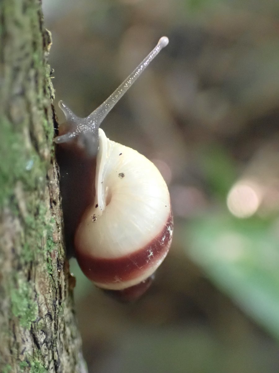 Today was the last Partula snail reintroduction of the year: Huahine island with more varia and the first rosea to be released since 2019