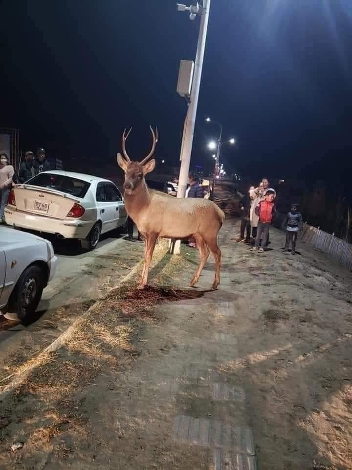 Зайлаачээ!!!
Улиастайд буга ороод ирлээ гэхээр нь очоод баахан хайлаа байдаггүй‼️
Завхан аймгийн Улиастай нтр гээд зөв бич л дээ гөлөгнүүдээ🫣😆🤣