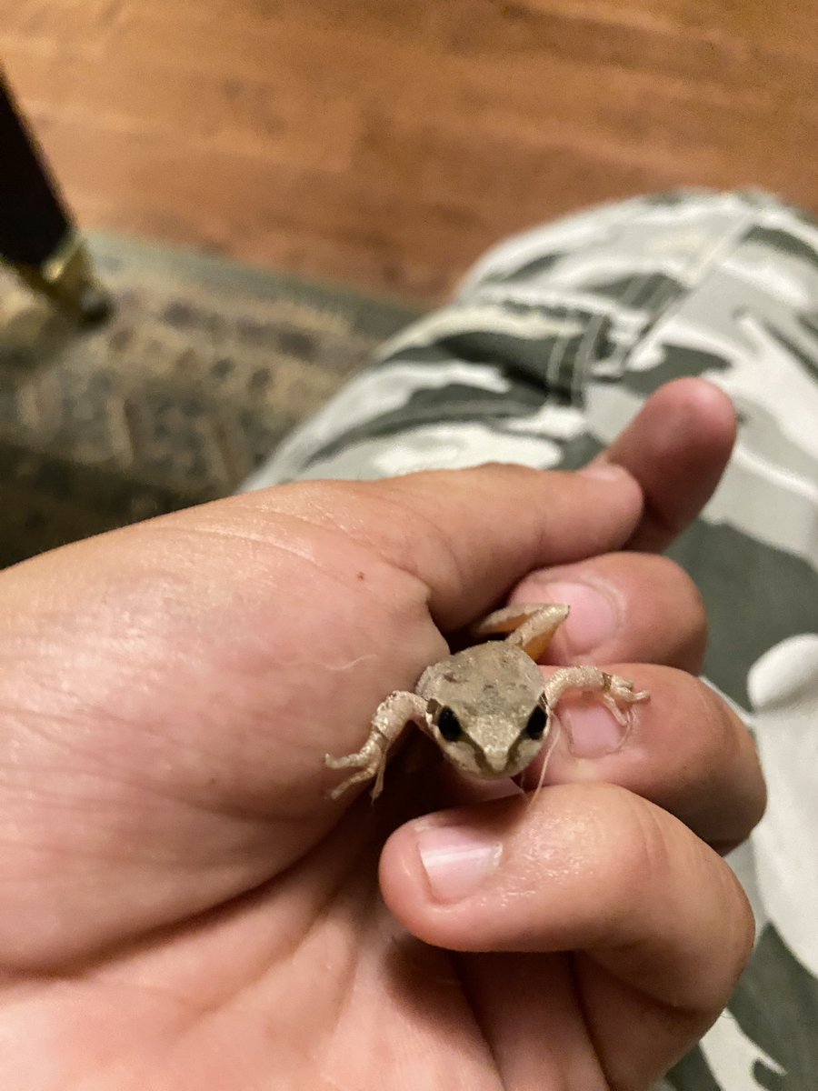 scumboishit's tweet image. they keep coming to me #frogcore i love frogs