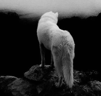 —— the white wolf ; 
The rarest breed. 
&amp; he is the leader.  
#NewProfilePic