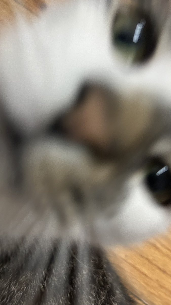 gizmo ( ˘ω˘ ) tweet media