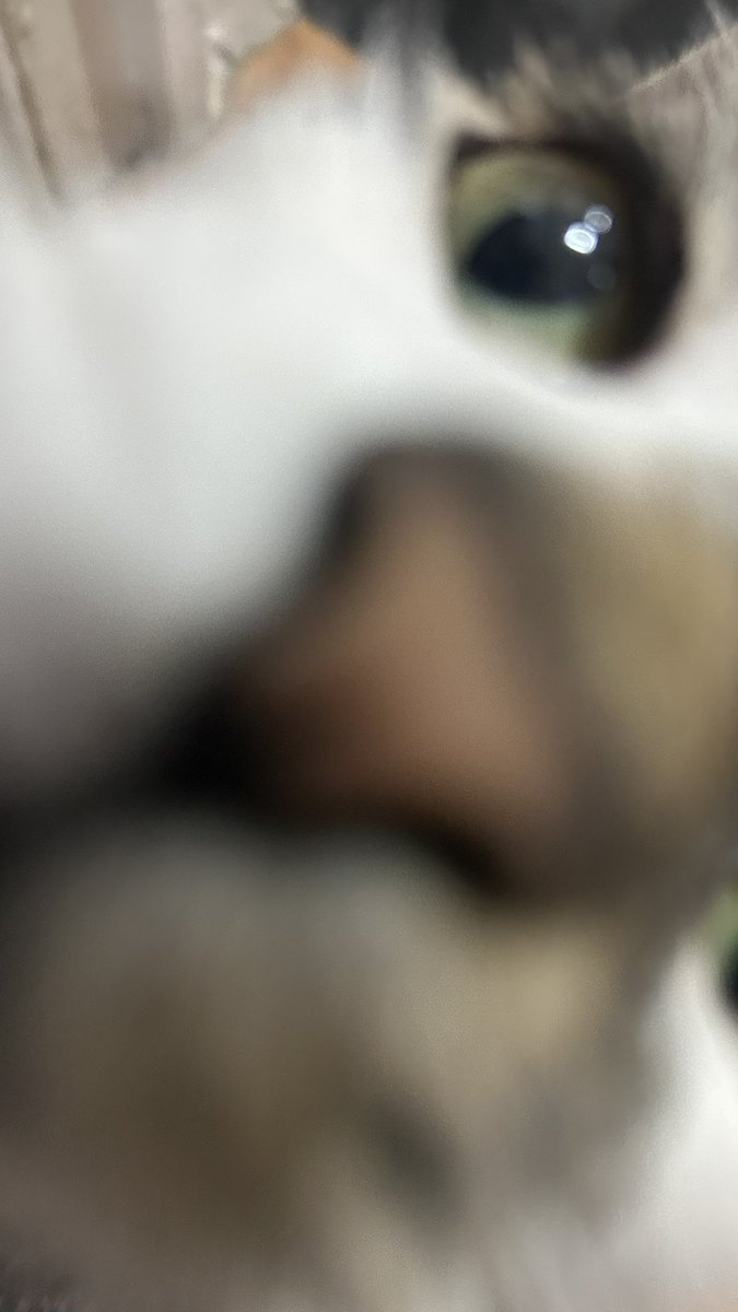 gizmo ( ˘ω˘ ) tweet media