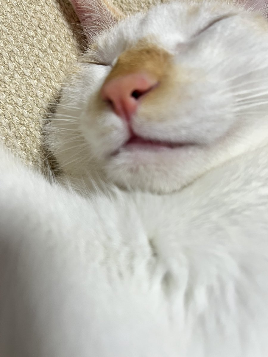 nyanmal9's tweet photo. 若はもうすぐ1歳だけど
既に5.1kgもあるのだが、
猫の年齢別平均体重って
どうなってるんだろう？

#猫好きさんと繫がりたい𓏲𓎨 
#若大将 https://t.co/j8Cp4iEfQG