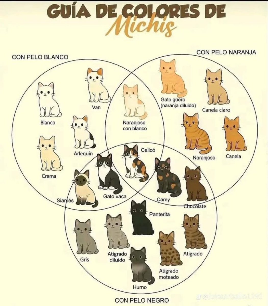 We don't deserve cats 😺 (@catsareblessing) on Twitter photo 