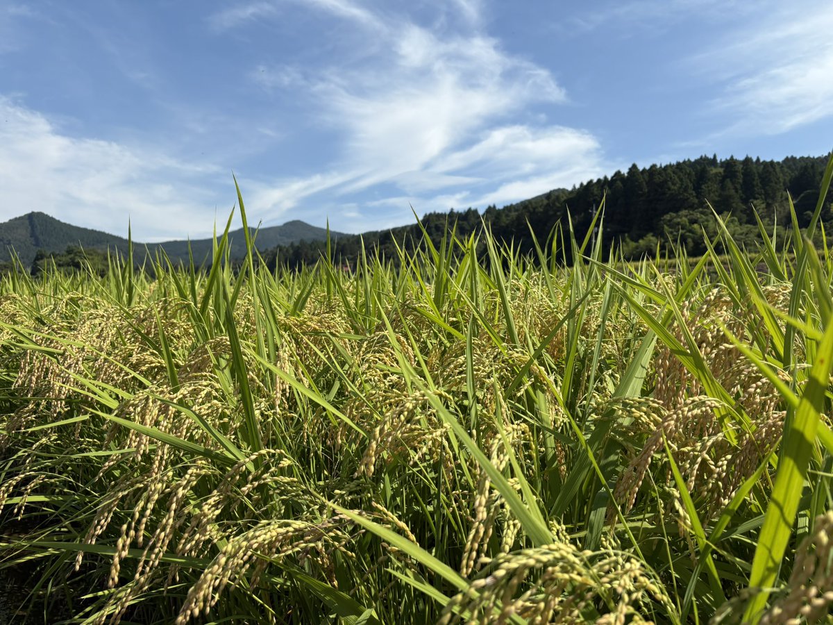 秋のお酒が続々と
入荷しております♪
楽しんでくださいね〜♪

気持ちいい秋晴れです
早いところでは
稲刈りがスタートしてますね！
暑さ寒さも彼岸まで〜
週の後半からは
朝の気温がくぐっと下がって来そうです
秋本番間近🍂

本日もよろしくお願いいたします🙇‍♂️

#岩手県
#一関
#居酒屋こまつ