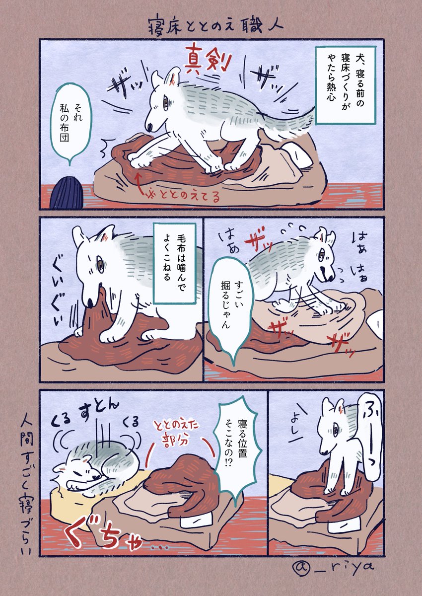 デカい狼犬との日常🐺

「寝床ととのえ職人」 
