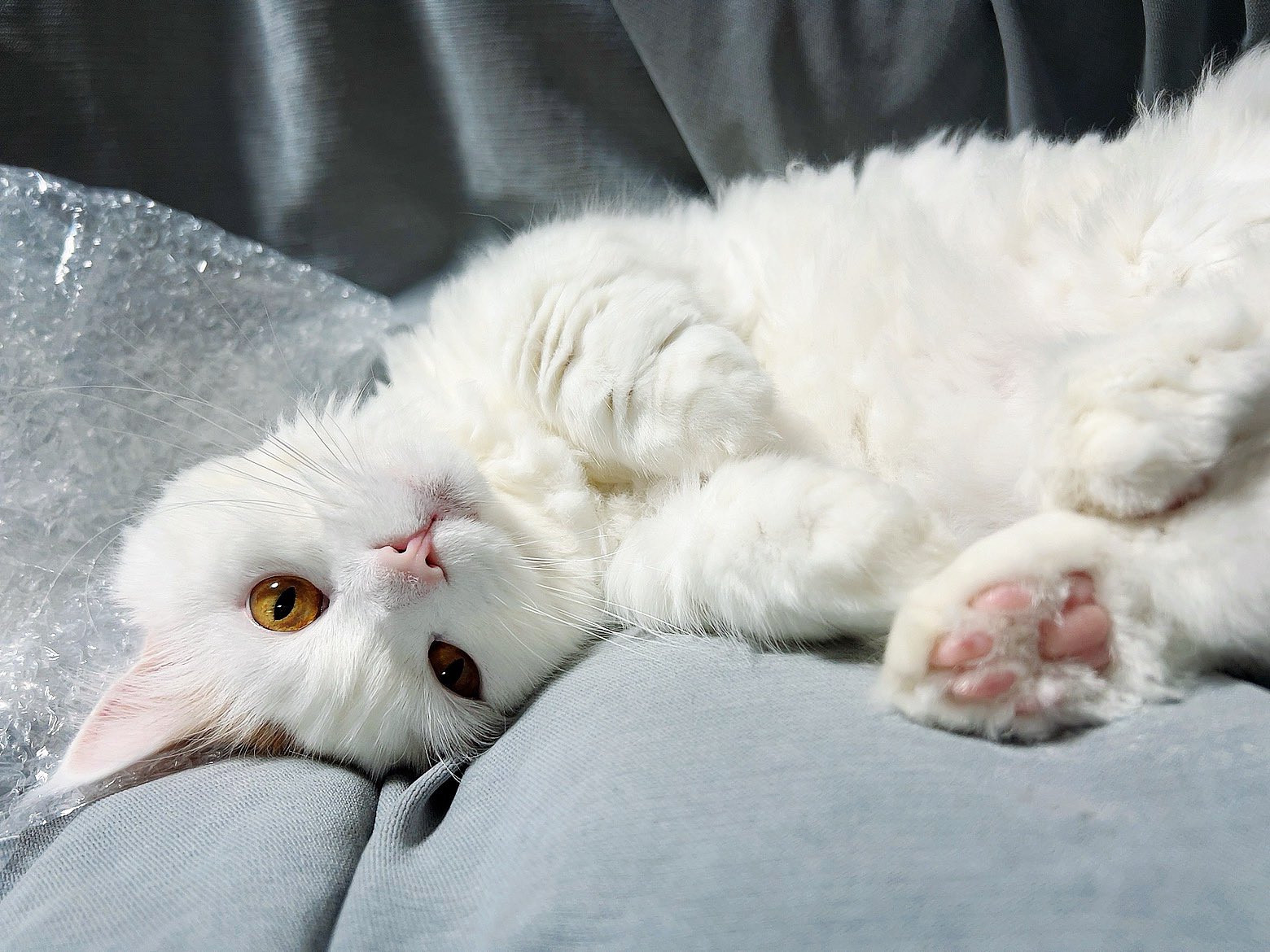 ぽこ🐈 on X: 