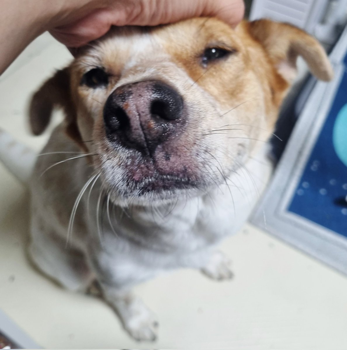 정수리 쓰담이 좋은 아기 갱얼쥐야

#가족찾는마일로