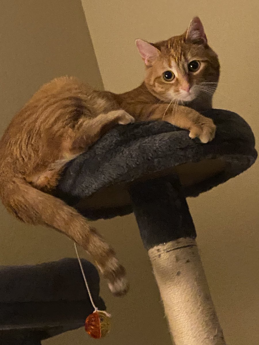 Matt Ramsey tweet media