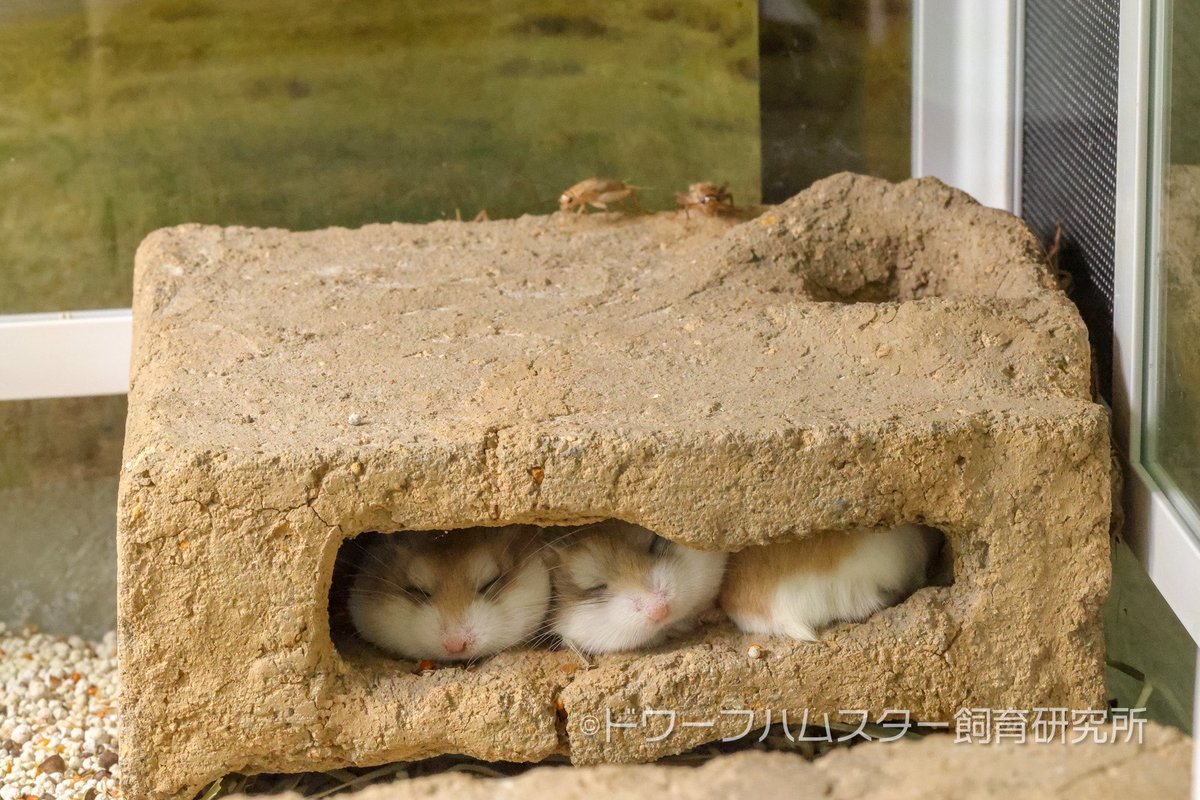 hamster_lab_'s tweet photo. イエコも夜行性なのか🧐
夜間見てない所で狩ってるからどんどん減っていくんだな🦗🦗🦗 https://t.co/GniZCzTXgx