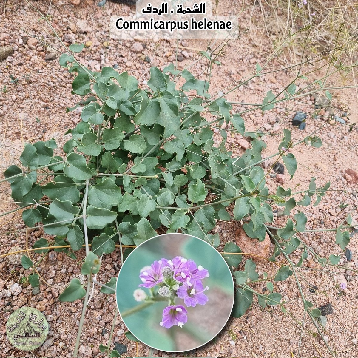 #Commicarpus_helenae
Commicarpus helenae
نبتة محلية متمددة و مفترشة للارض ومتسلقة من الاطراف
محليا تسمى الشحمة او الشحيم .
واسعة الإنتشار وتعرف بالردف والغرمل ( ولها اسماء اخرى) .
التوثيق من المدينة المنورة .

#نباتات_برية