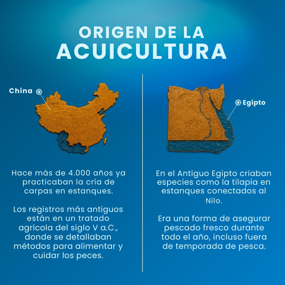 dibaqaqua_es's tweet photo. La #acuicultura tiene una historia de 4000 años, desde la antigua China hasta la tecnología moderna. En #Dibaq, honramos ese legado combinando tradición e innovación para un futuro más azul y sostenible. https://t.co/JMcMUIpZZG https://t.co/d6iqobGxdp
