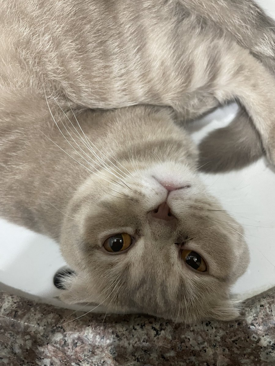 Benim kedim neden ellerimi yıkamama izin vermiyor