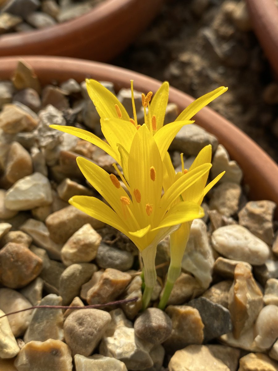 One of the first flowers in the bulb tunnel, Sternbergia greuteriana. #fairviewyearround