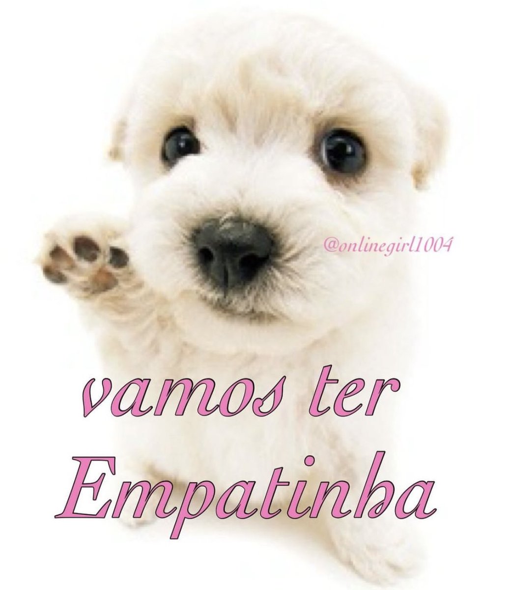 acervo doguinhos (@acervodoguinhos) on Twitter photo 