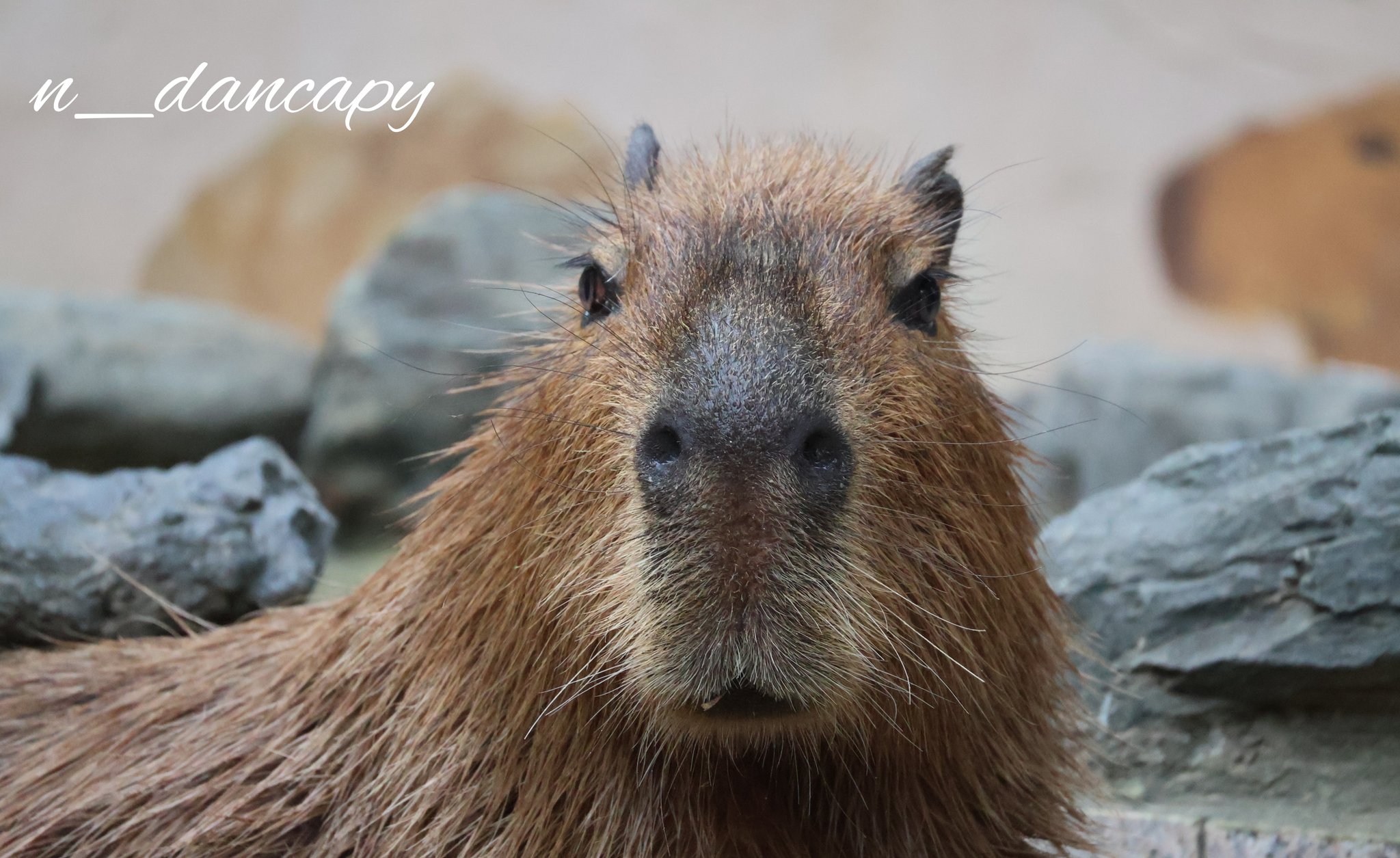 かぴばーです ポケット動物園 カピバラ ST / Pocket Zoo Capybara ST Plush