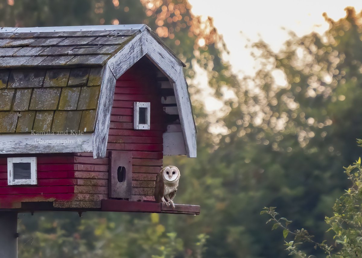After the farm demolished their old barn to build a modern one, this Barn Owl family took matters into their own wings and built a new custom barn of their own!

#barnowl #barnowls #bcbarnowls #bcbarnowl #barnowlbc #barnowlsbc #bcbirds #bcowls #EthicalOwlPhotography #FkBaiters