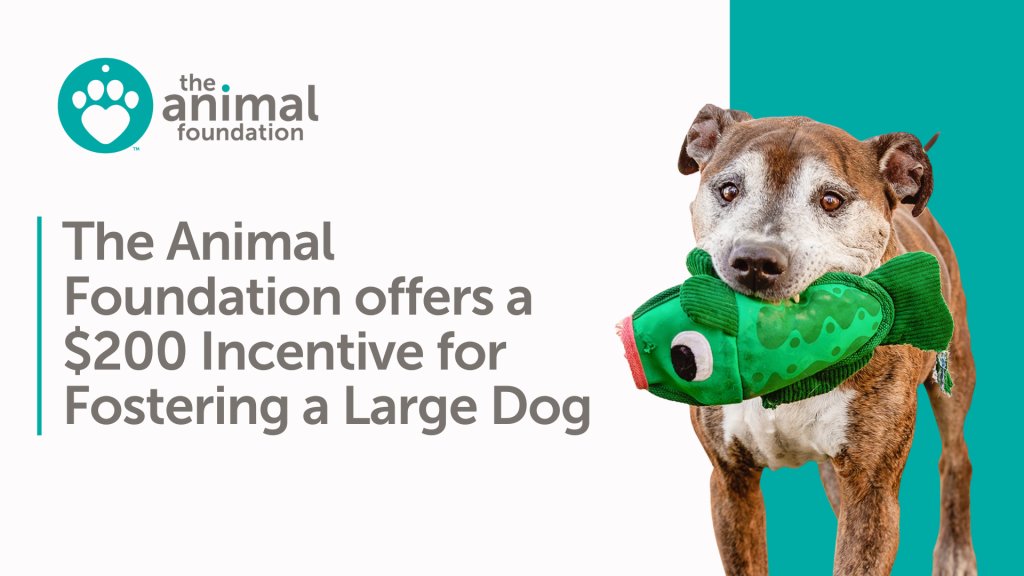 With nearly 500 dogs in its shelter, the <a href="/animalfndlv/">The Animal Foundation</a> is relaunching an incentive program. Through Friday, people who make a 4 week commitment to foster a dog older than 6 months and over 35 pounds can earn $200. Supplies, including food are provided.
🐶
tinyurl.com/2am52p8n