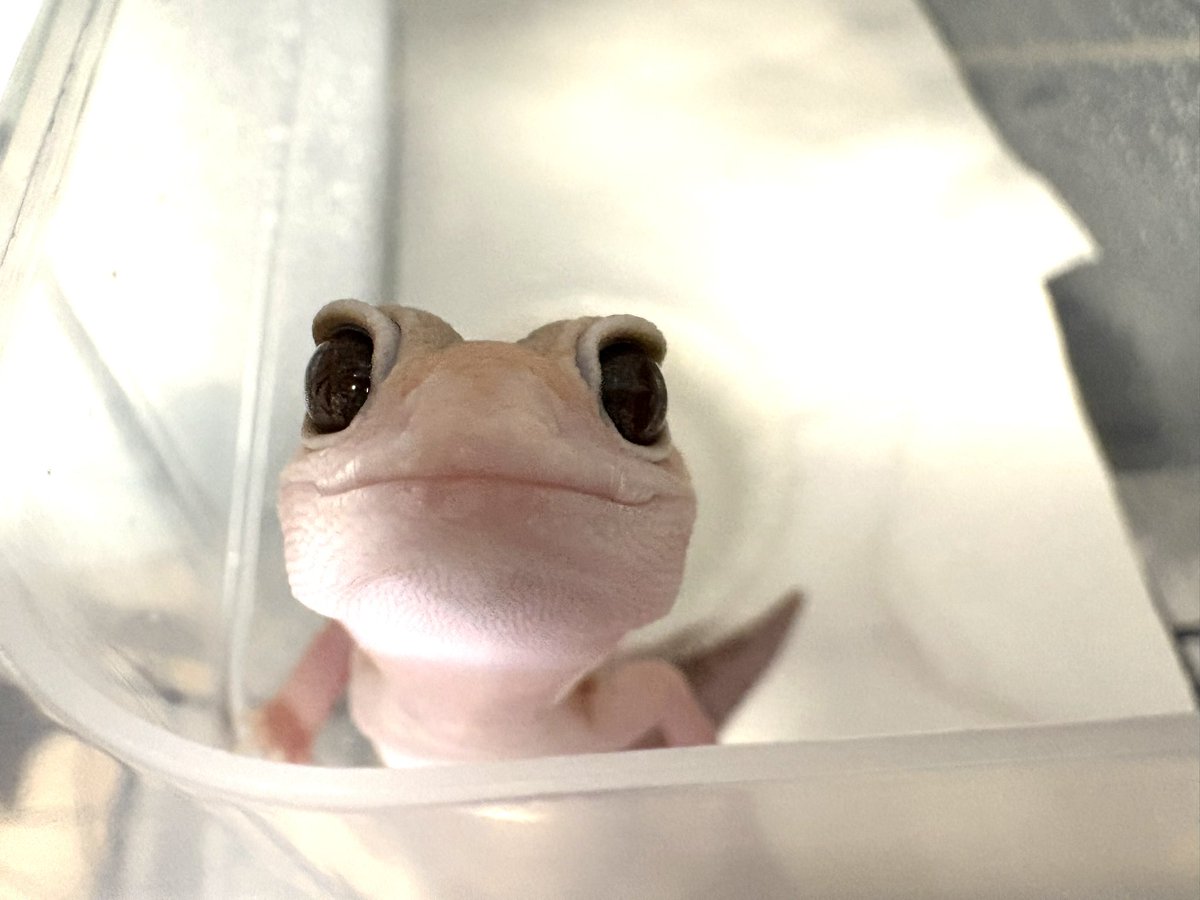 liz_coco_'s tweet photo. 新入りちゃんたちの中でダントツで｢ご飯くれるでかいなにか｣認定してくれてるメルちゃんとぴのちゃん https://t.co/86nNotycEK