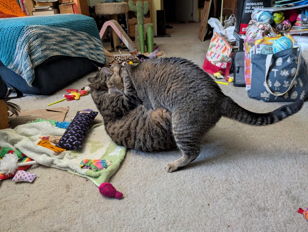 puffingrrl_h's tweet image. Catnip throwdown by the Meowinster of Catnip and Rocky who also a minister in @CarneyPurr67561 catbinet! These boys!! #CatsofTwittter #CatsOfX #Catnip #adoptdontshop