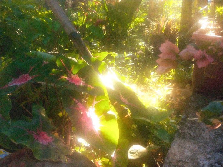 ✮⋆*. tweet media