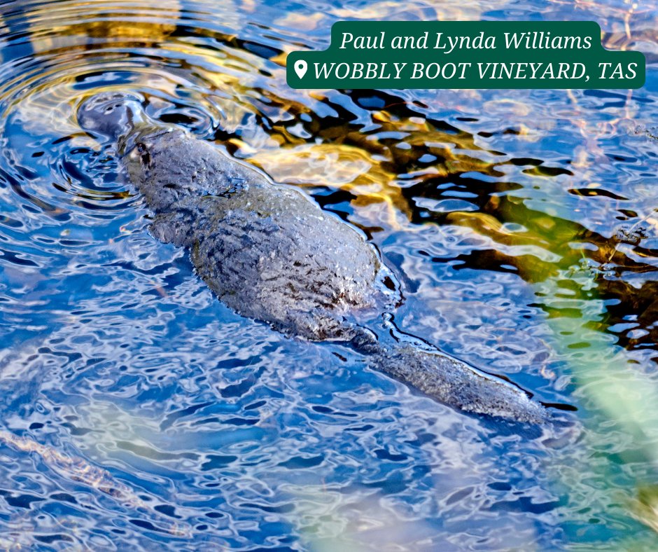 Wildlife Land Trust tweet media