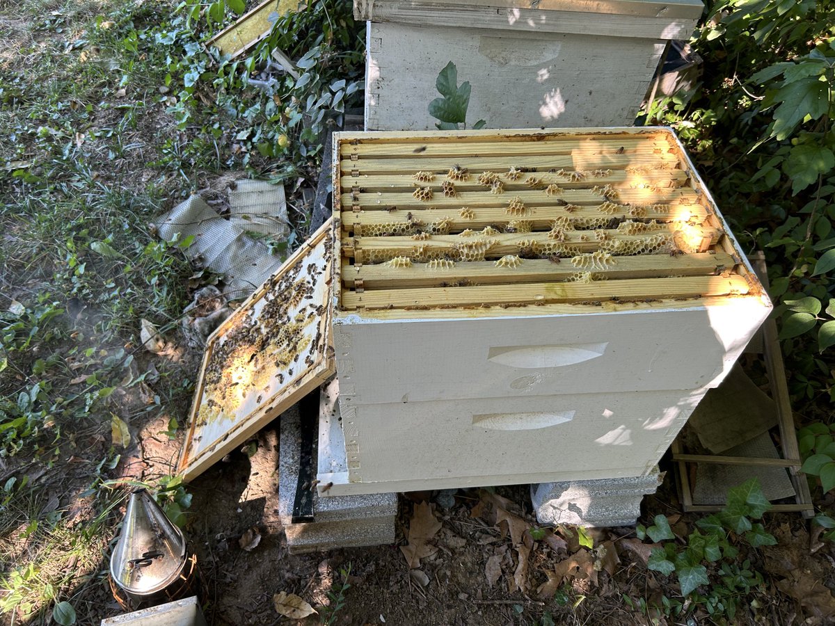 MinasBees's tweet photo. Summer ‘25 with the bees https://t.co/HVMFohRIpZ