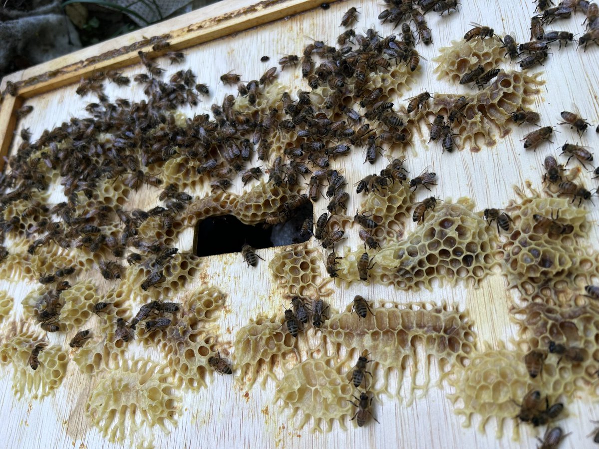 MinasBees's tweet photo. Summer ‘25 with the bees https://t.co/HVMFohRIpZ