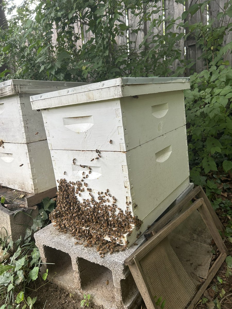 MinasBees's tweet photo. Summer ‘25 with the bees https://t.co/HVMFohRIpZ