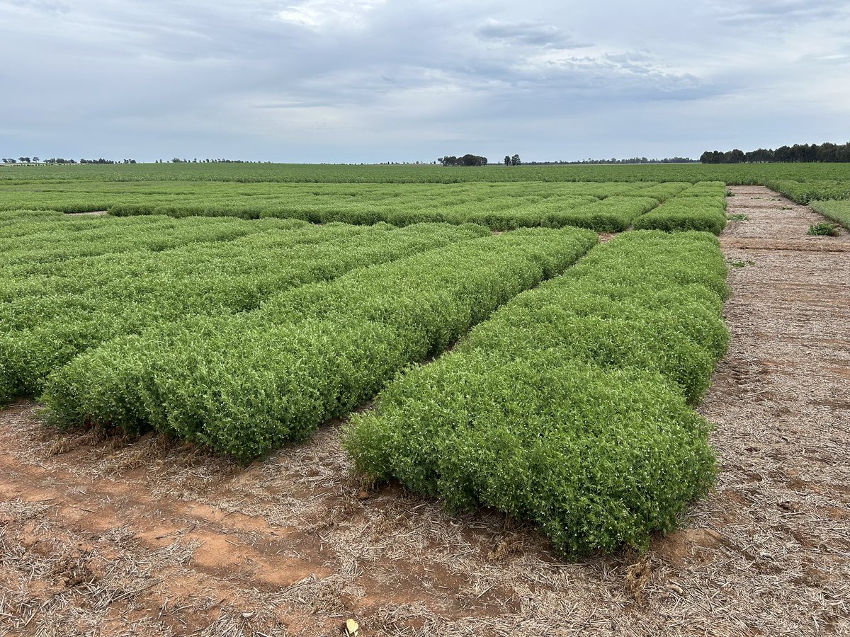 These lentils germinated on just a hint of soil moisture and set themselves up nicely through a decile 2 winter. Worth a look at our field day next Tuesday 23 Sep 

grdc.com.au/events/list/20…