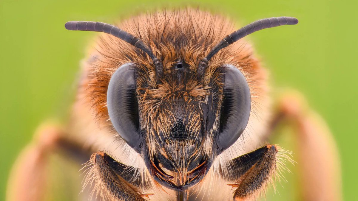 Why tiny bee brains could hold the key to smarter #AI monkeylink.co/bfdb64