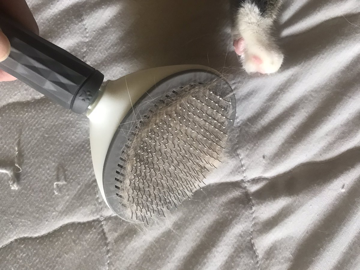 ブラッシング代　無料
　
費用　俺