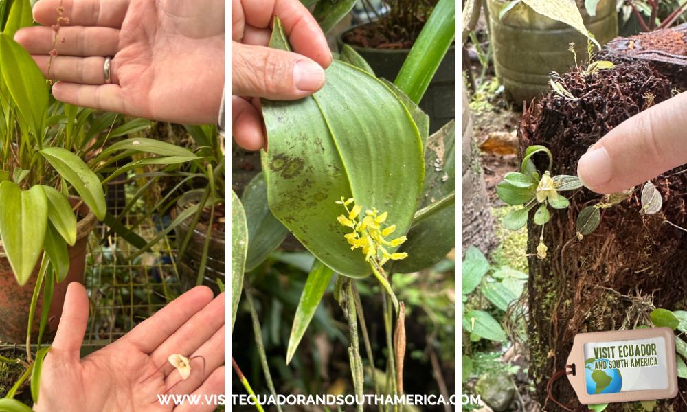VisitSAmerica's tweet photo. 🌸 New post! Things to Do in Mindo: Orchid Garden Tour 🌿 Discover orchids near Quito + cloud forest magic 👉 https://t.co/TWmrOg4PPw
#MindoEcuador #ThingsToDoInMindo #OrchidsInMindo #QuitoDayTrip #VisitEcuador https://t.co/c4BNLhrWXP